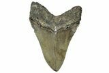 Serrated, Fossil Megalodon Tooth - North Carolina #328408-2